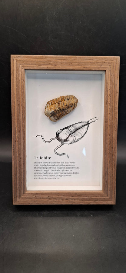 Framed Trilobite Fossil