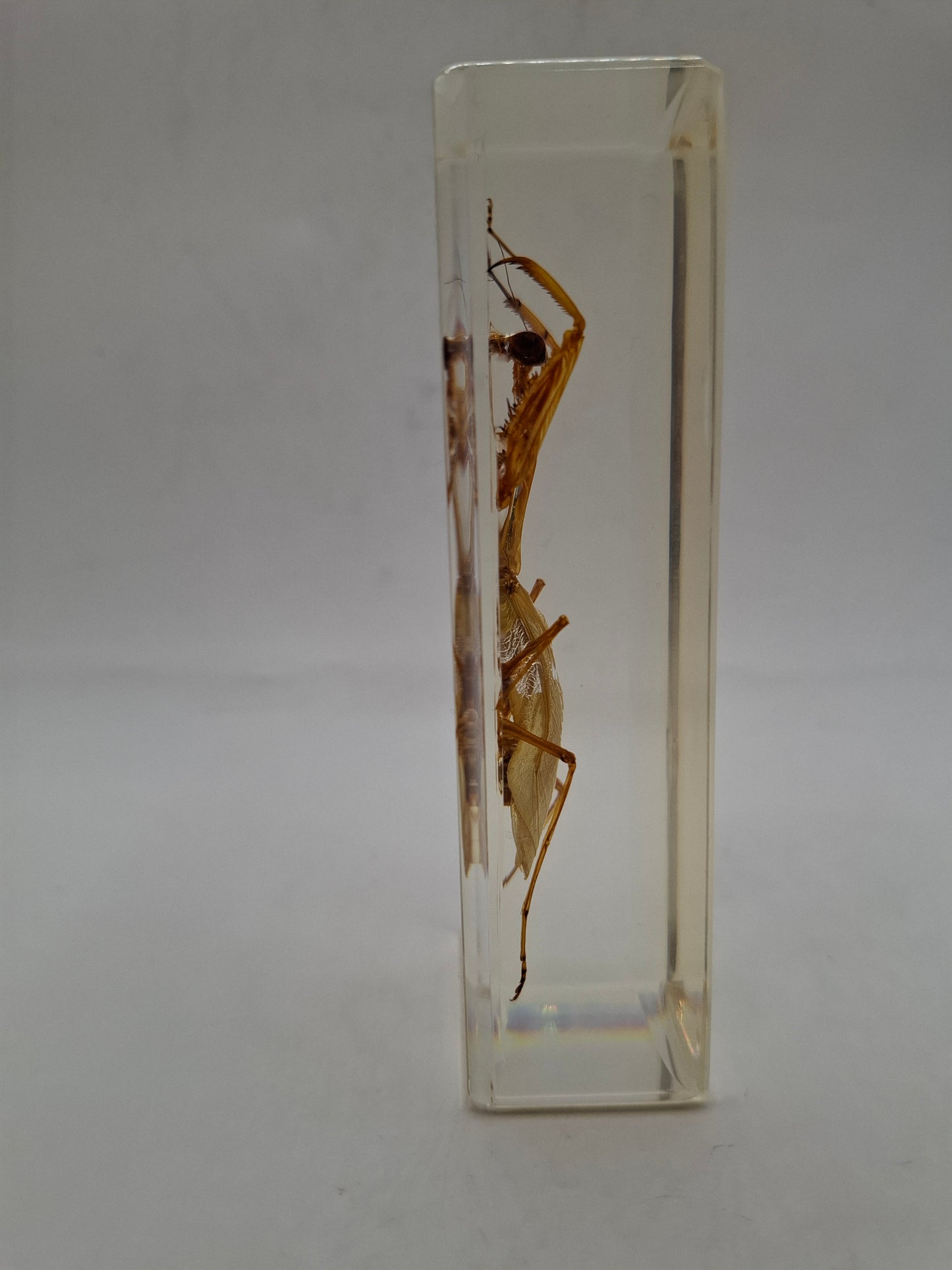 Father Mantis