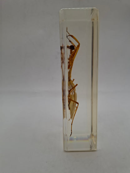 Father Mantis