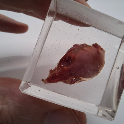 Skinned Mouse Heads