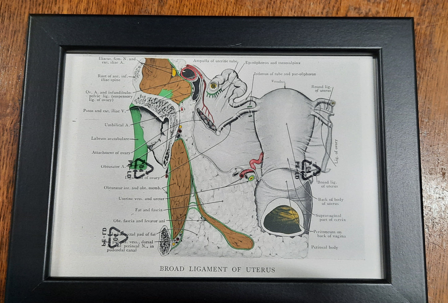 Antique Coloured Anatomical Diagrams (Framed)