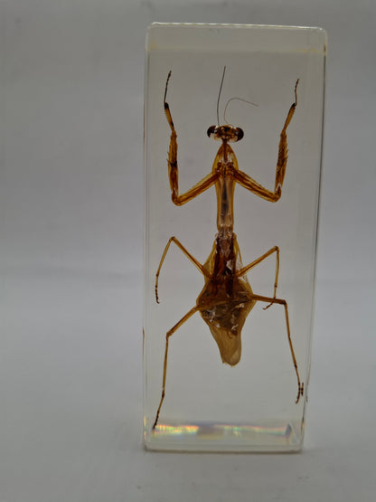 Father Mantis