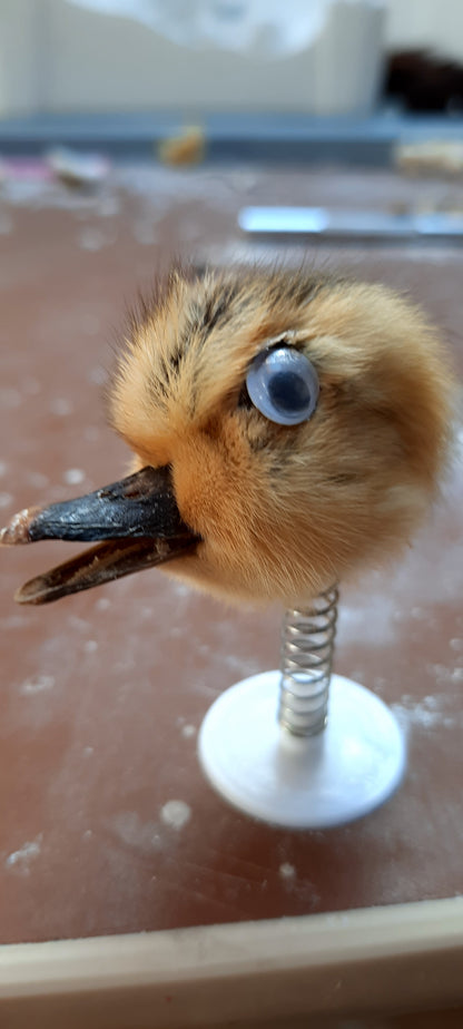 Bobblehead Duckling