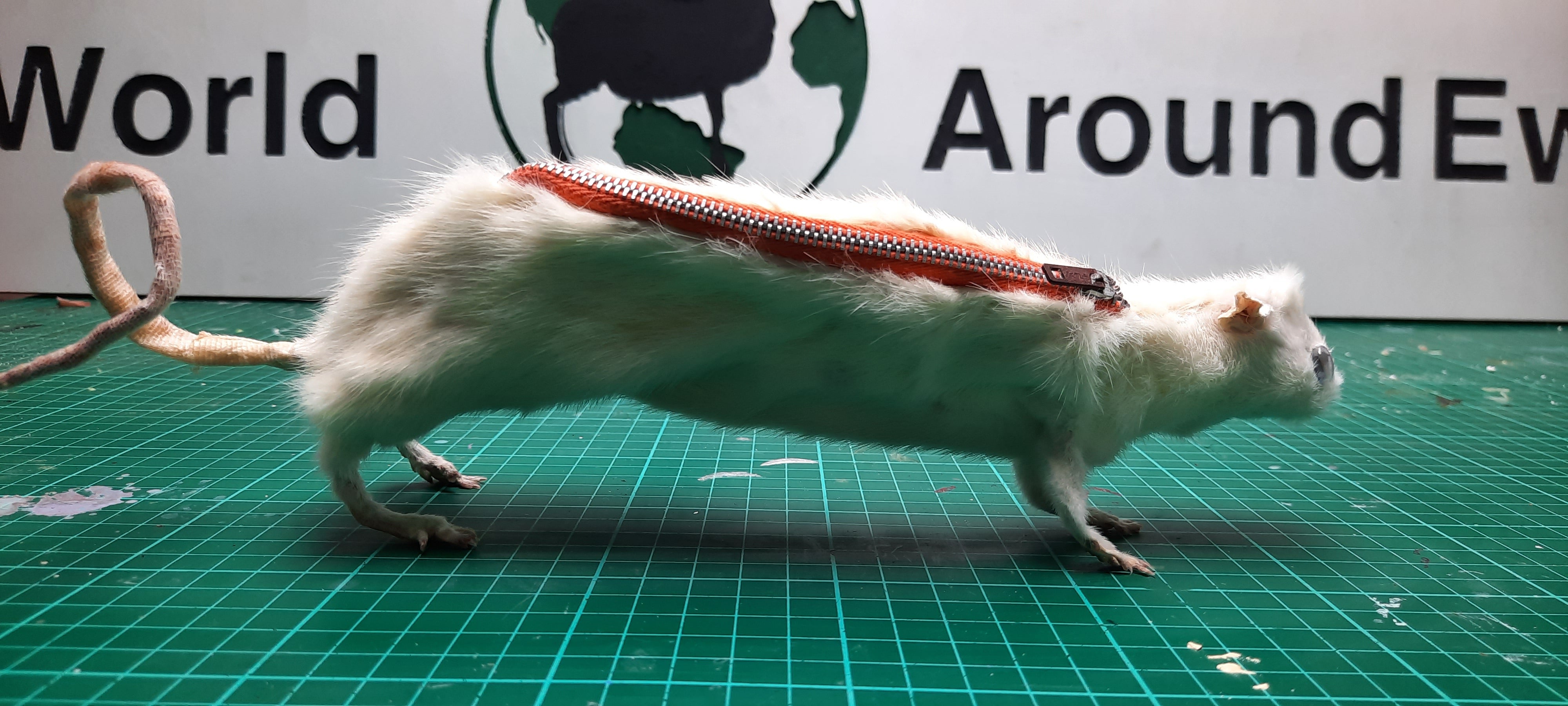 Personalised Rat Pencil Case Boys School Stationary Bag Cute Pet Rats Gift  KS99