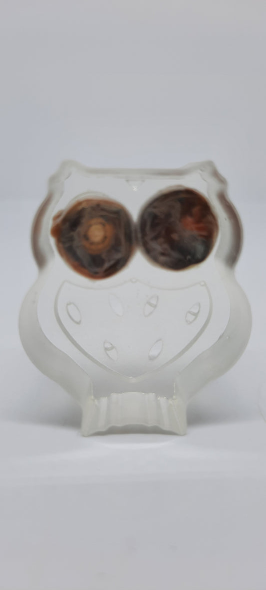 Chick Eyes in an Owl