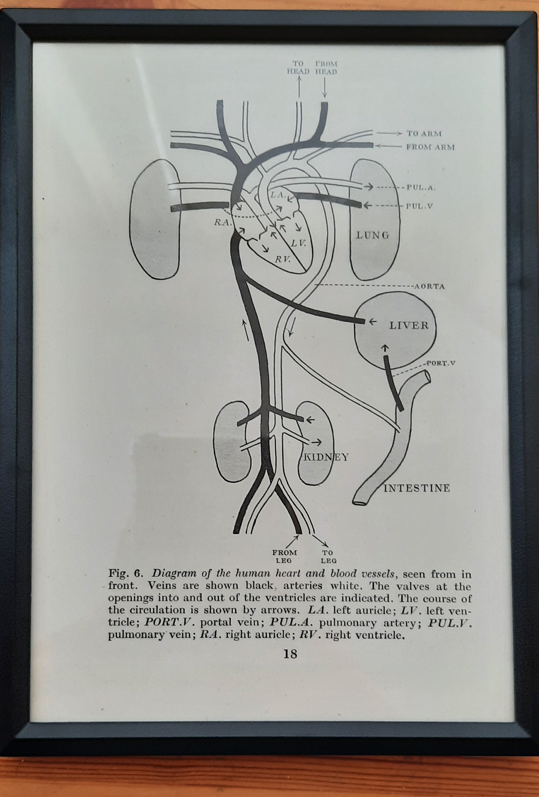 Framed Diagrams From Antique Biology book
