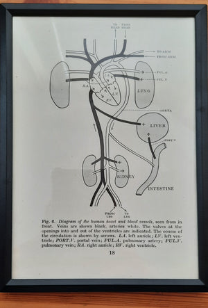 Framed Diagrams from antique Biology book