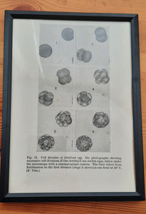 Framed Diagrams from antique Biology book