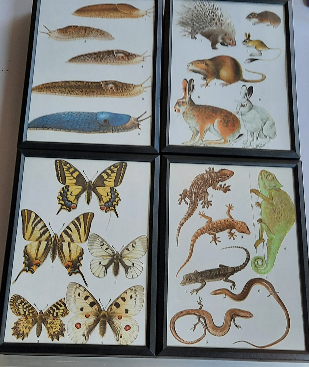 Framed Animal Illustrations