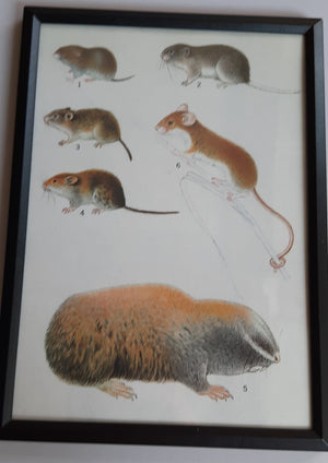 Framed Animal Illustrations