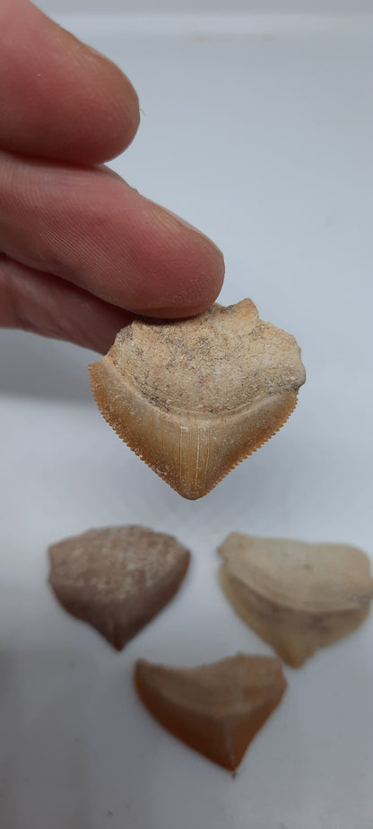 Crow Shark Tooth