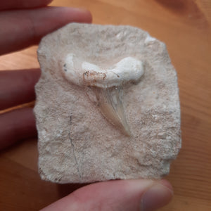 Shark Tooth in Matrix