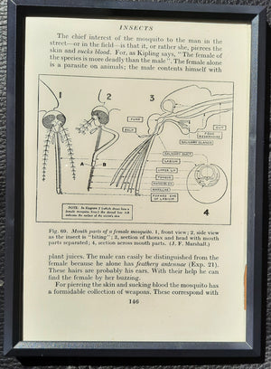 Framed Diagrams from antique Biology book