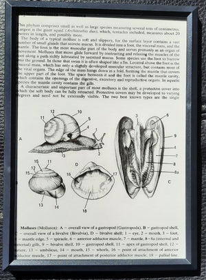 Framed Diagrams from antique Biology book