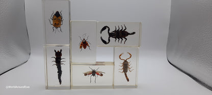 Insect specimens