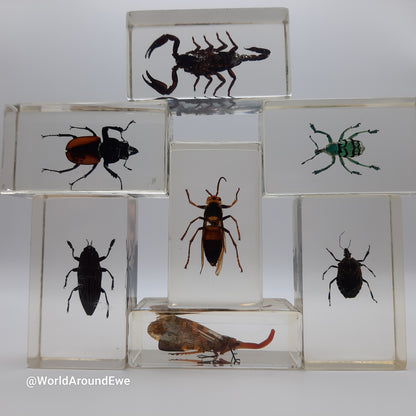 Insect specimens