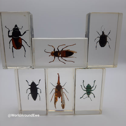 Insect specimens