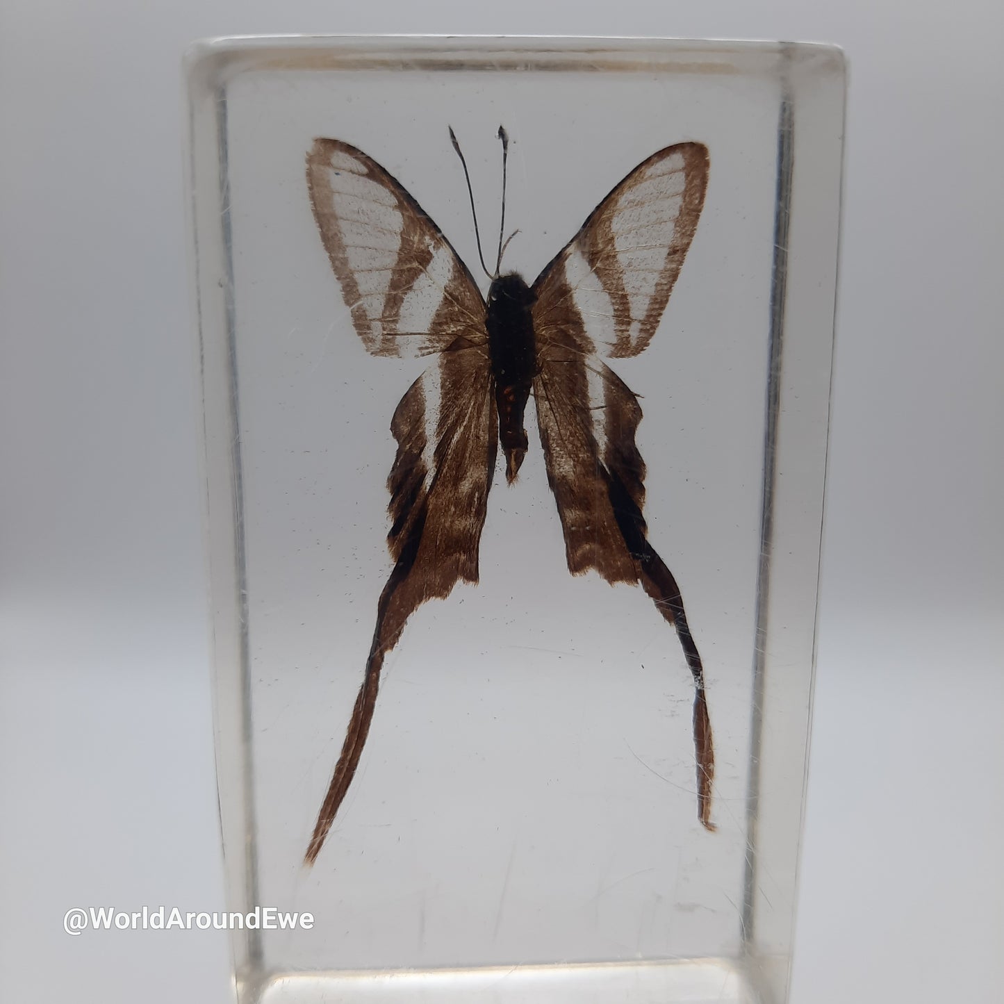 Insect specimens