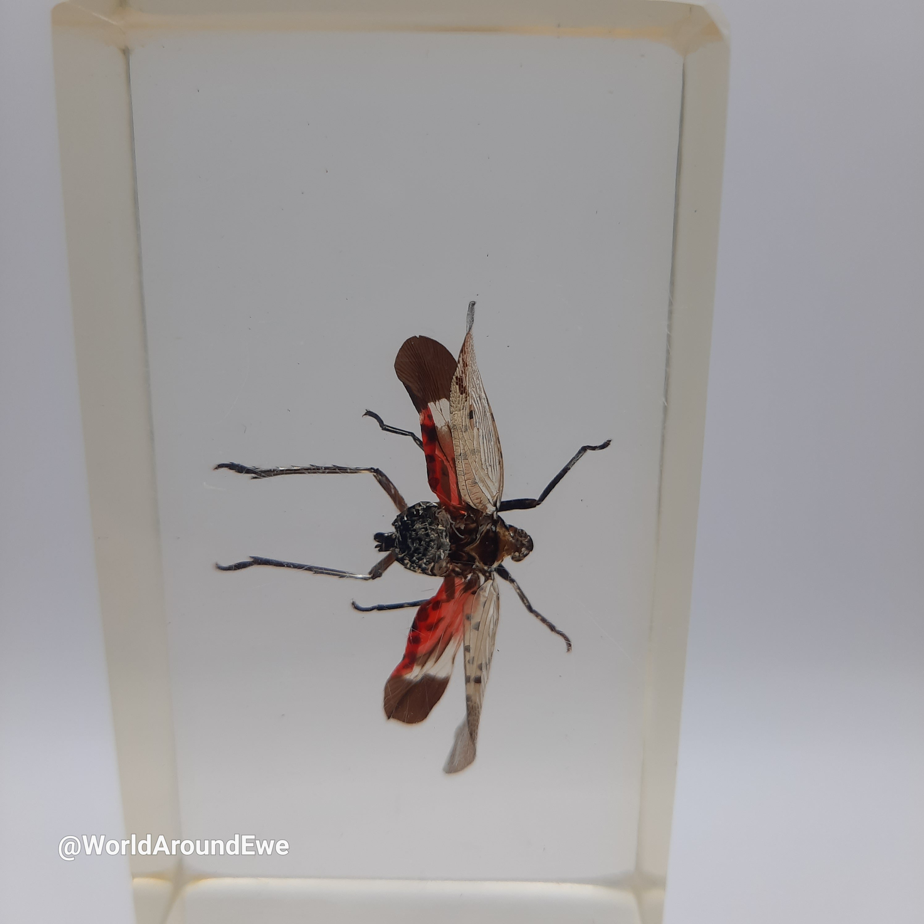 Insect specimens