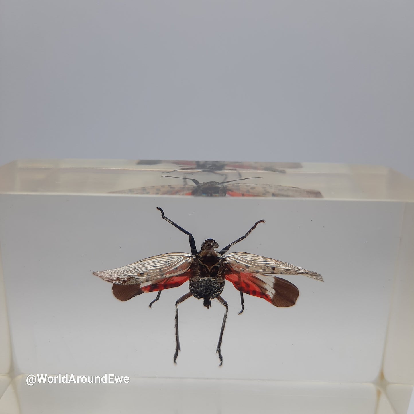 Insect specimens