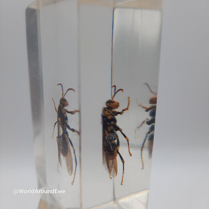 Insect specimens