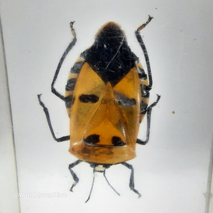 Insect specimens