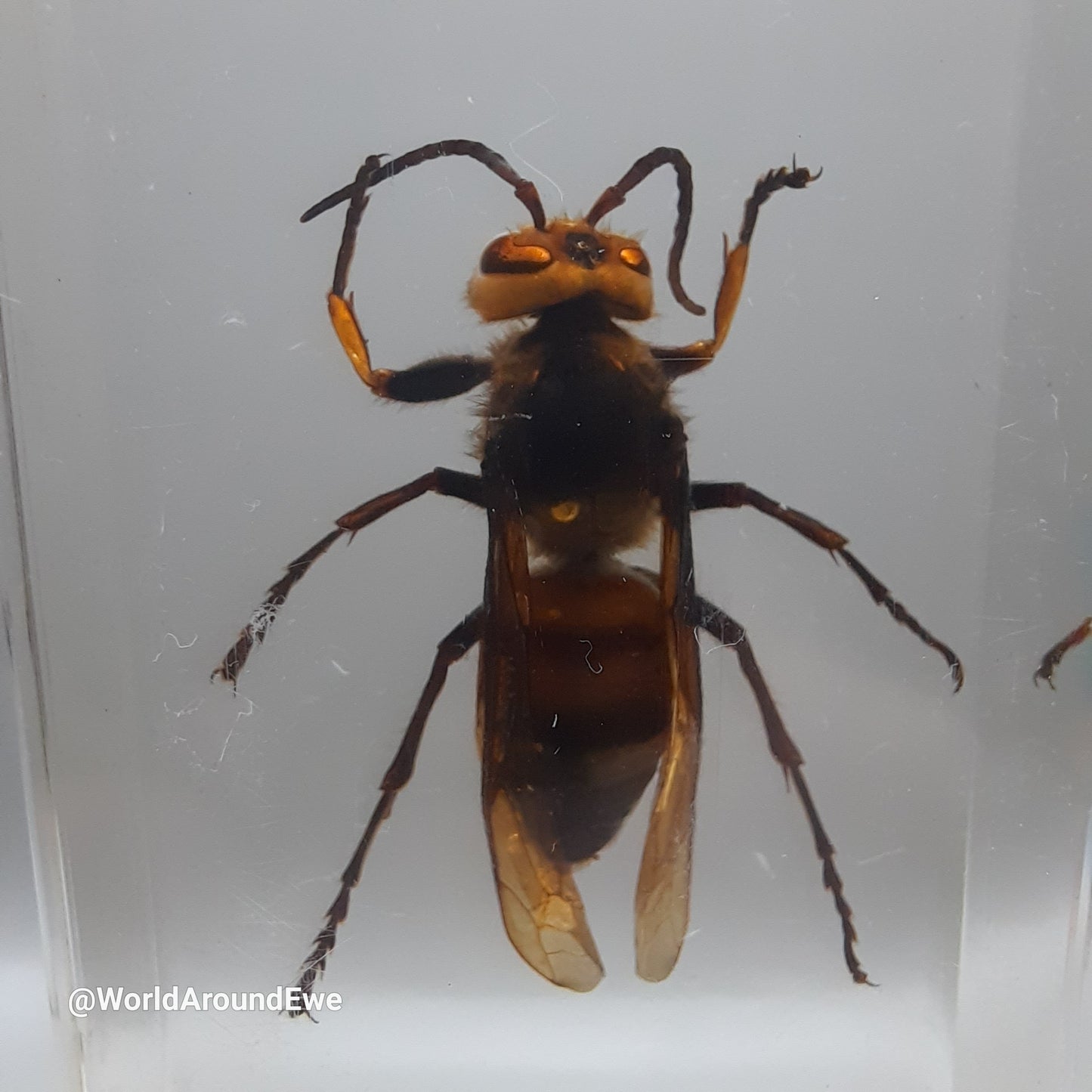 Insect specimens