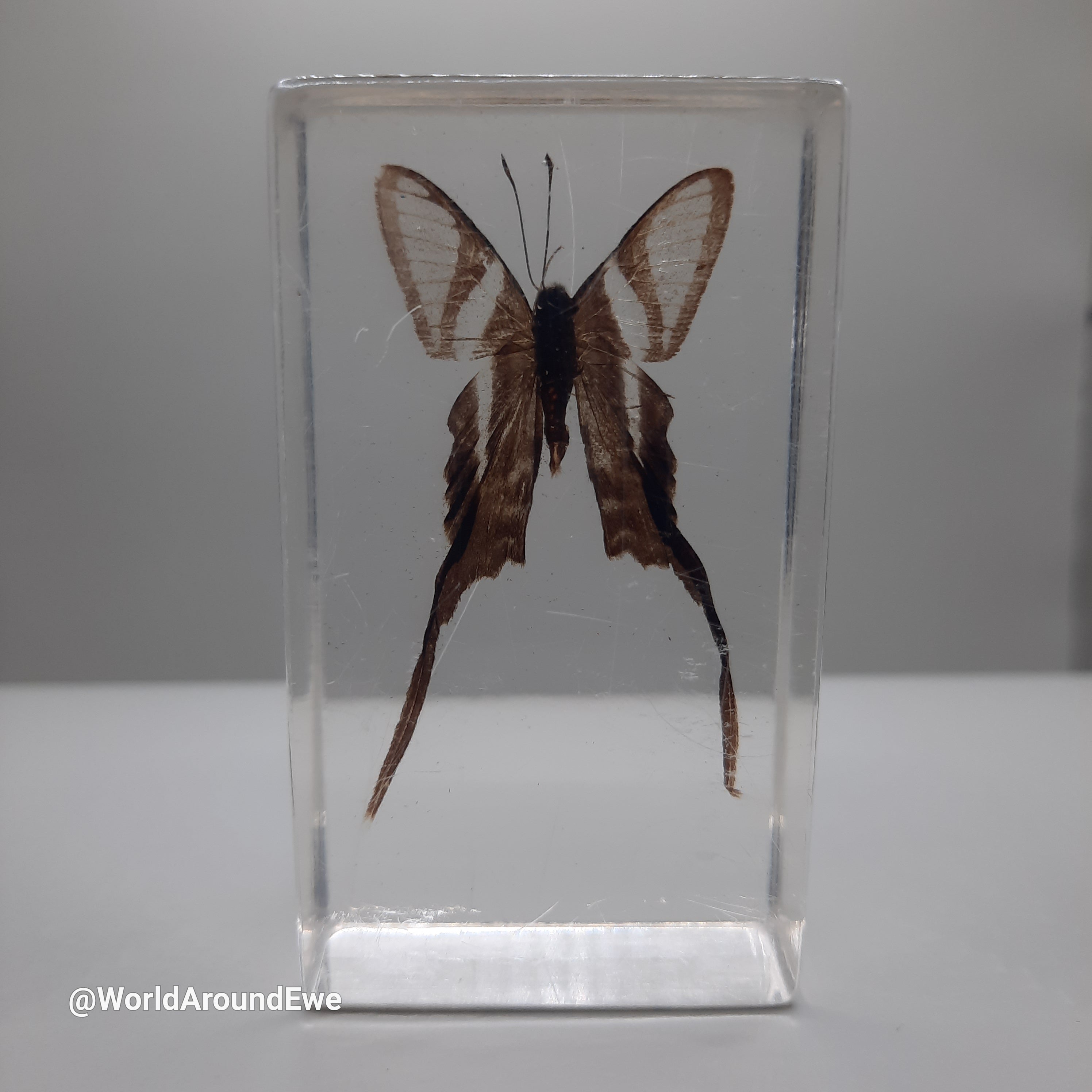 Insect specimens