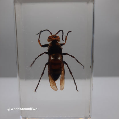 Insect specimens