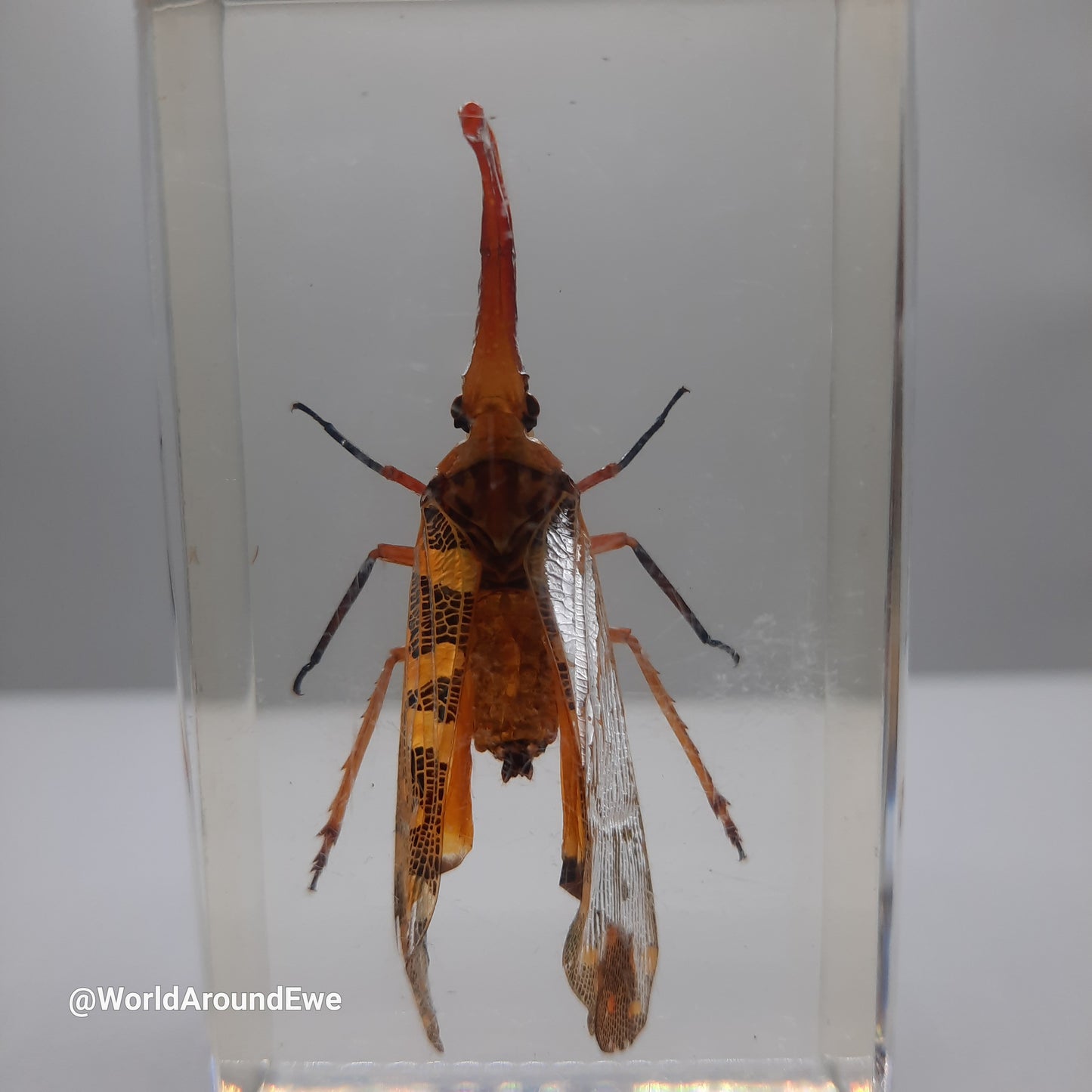 Insect specimens