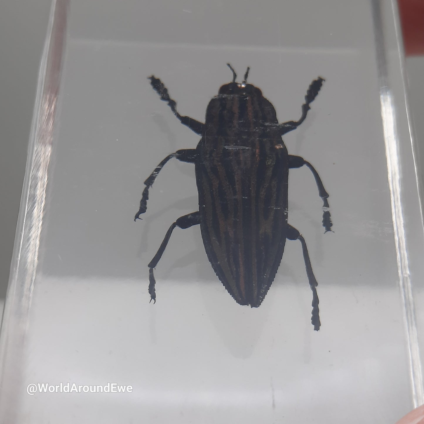 Insect specimens