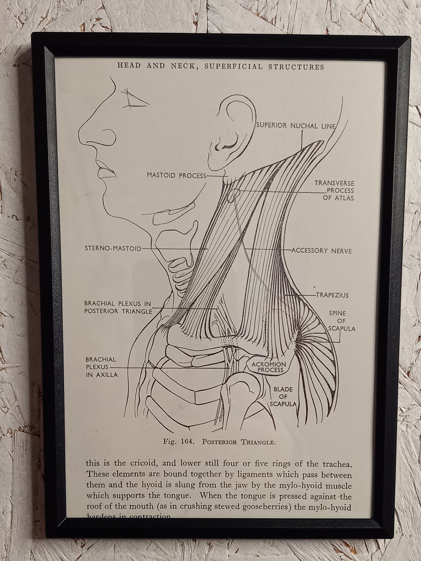 Applied Anatomy For Nurses - Framed Pages