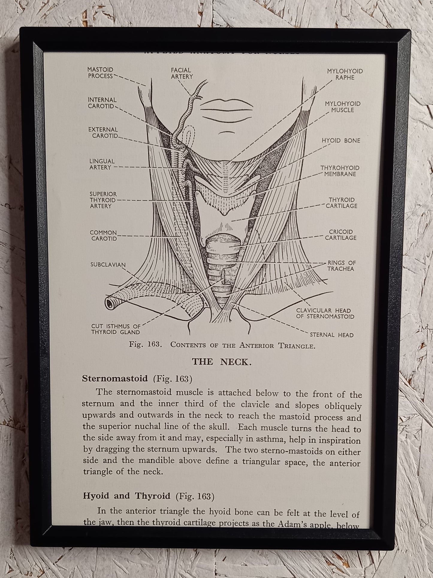 Applied Anatomy For Nurses - Framed Pages