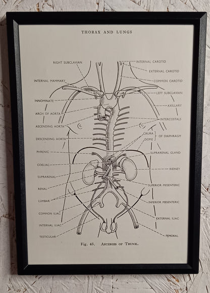 Applied Anatomy For Nurses - Framed Pages