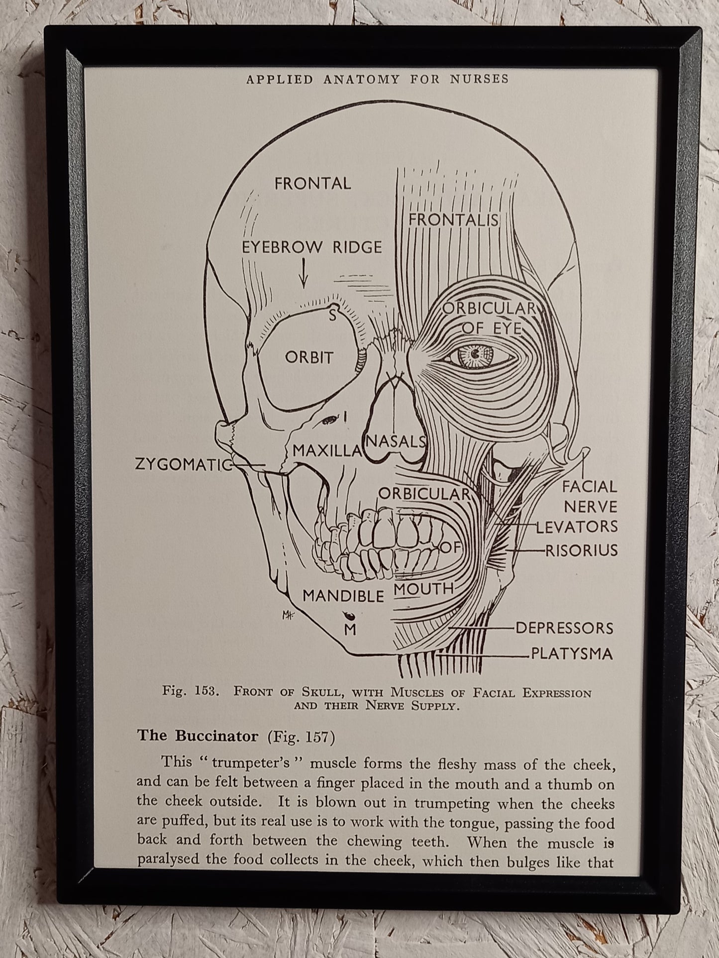 Applied Anatomy For Nurses - Framed Pages