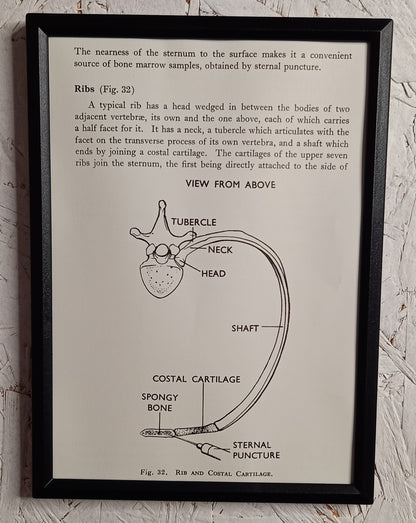 Applied Anatomy For Nurses - Framed Pages