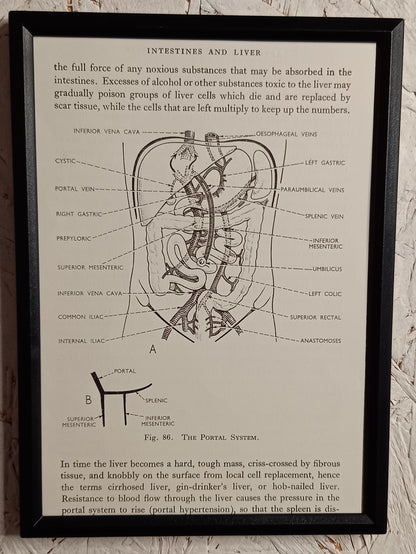 Applied Anatomy For Nurses - Framed Pages