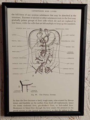 Applied Anatomy For Nurses - Framed Pages