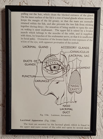 Applied Anatomy For Nurses - Framed Pages