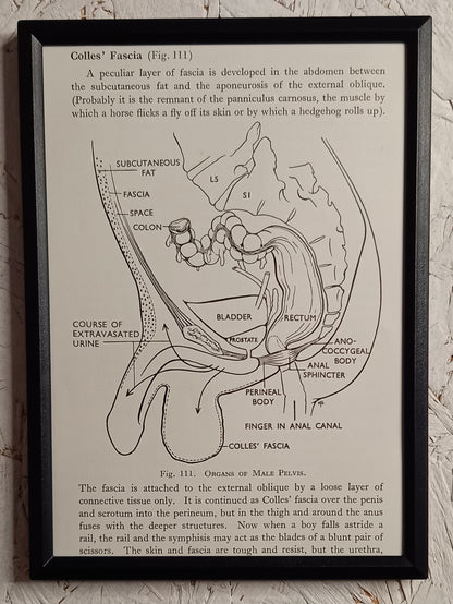 Applied Anatomy For Nurses - Framed Pages