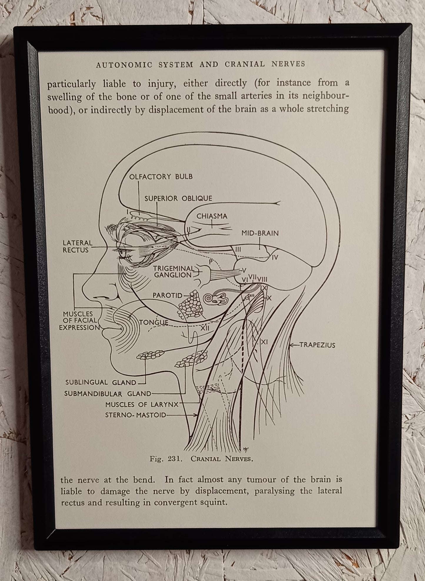 Applied Anatomy For Nurses - Framed Pages