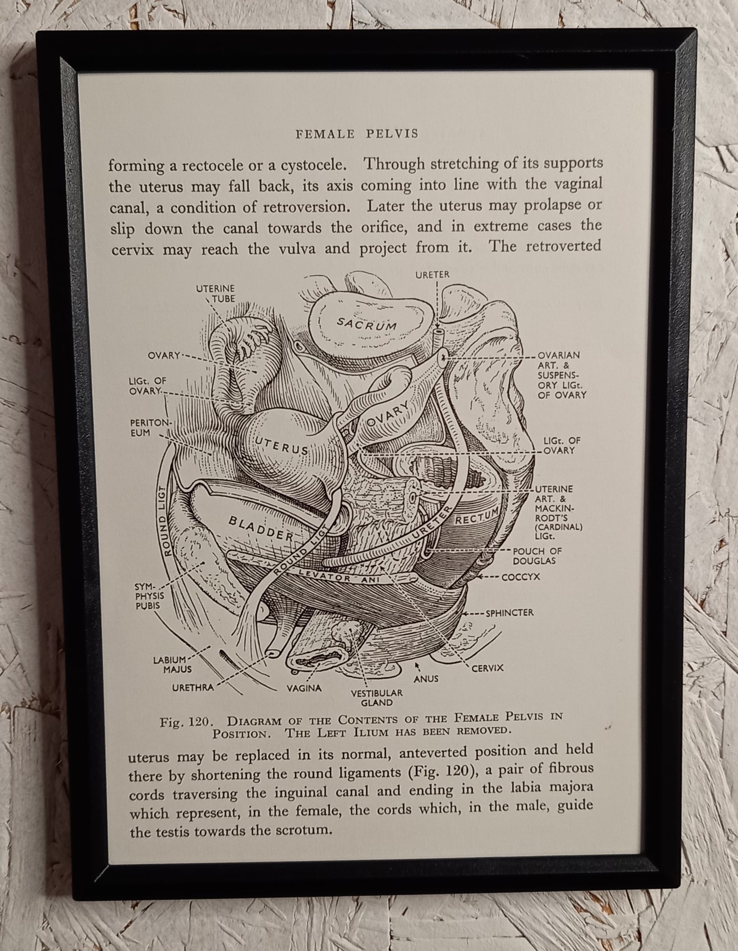 Applied Anatomy For Nurses - Framed Pages