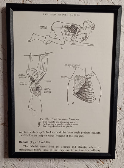 Applied Anatomy For Nurses - Framed Pages