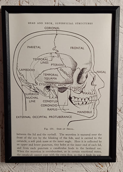 Applied Anatomy For Nurses - Framed Pages