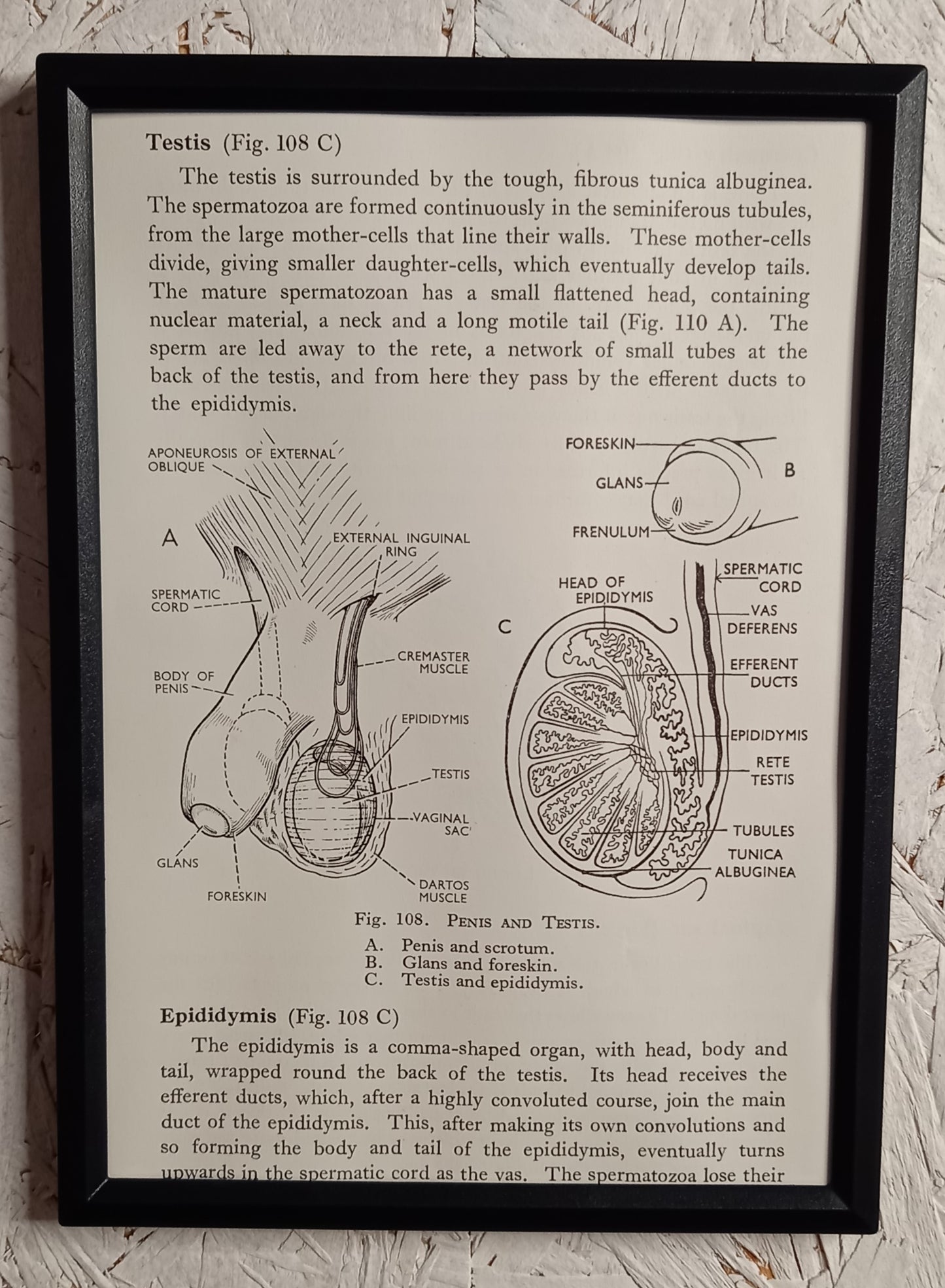 Applied Anatomy For Nurses - Framed Pages