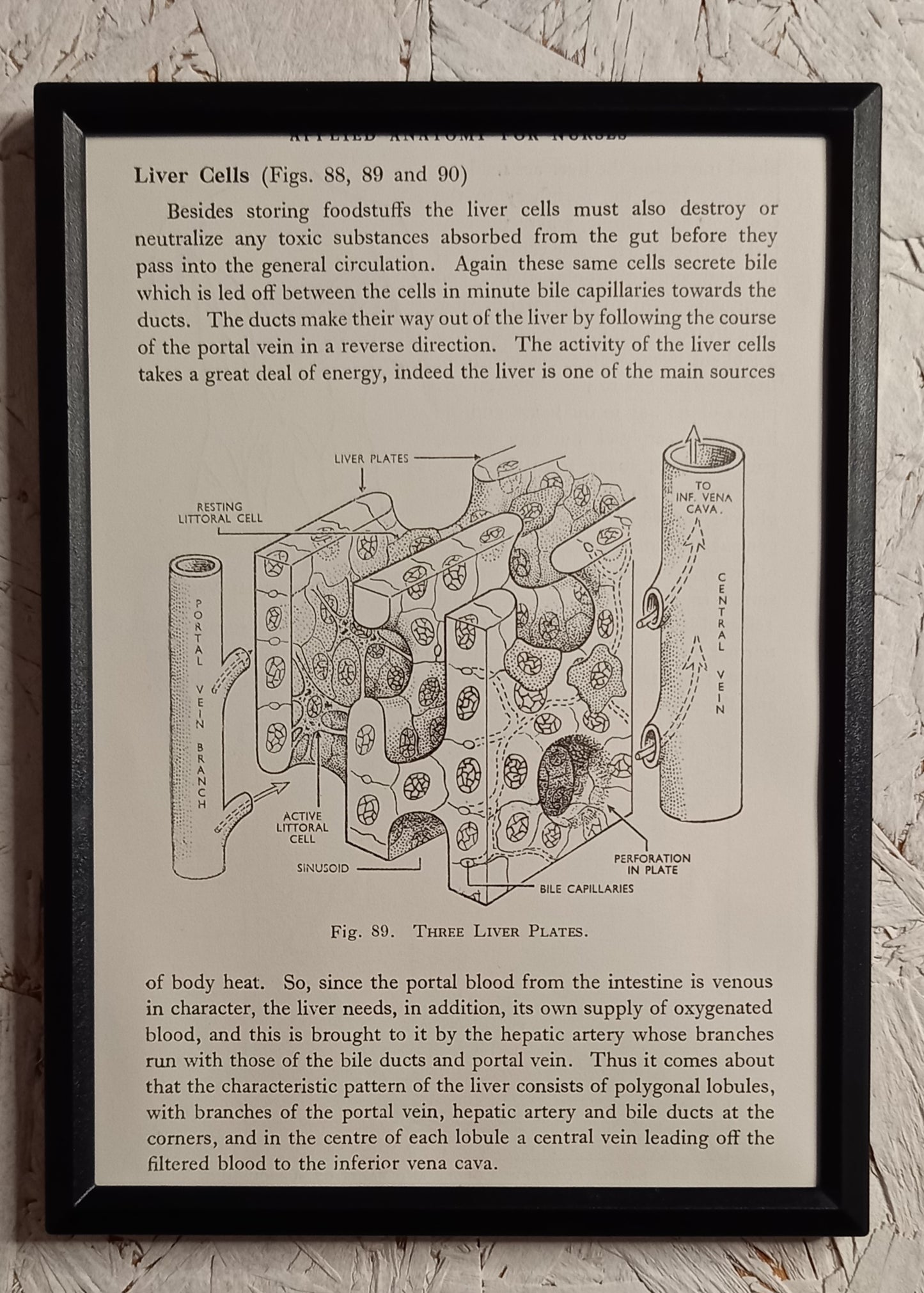 Applied Anatomy For Nurses - Framed Pages