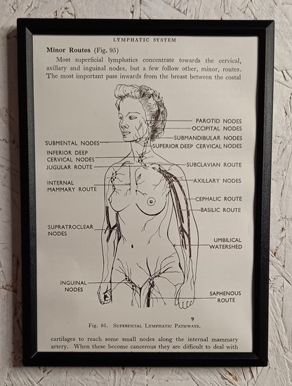 Applied Anatomy For Nurses - Framed Pages