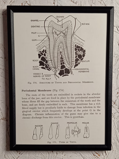 Applied Anatomy For Nurses - Framed Pages