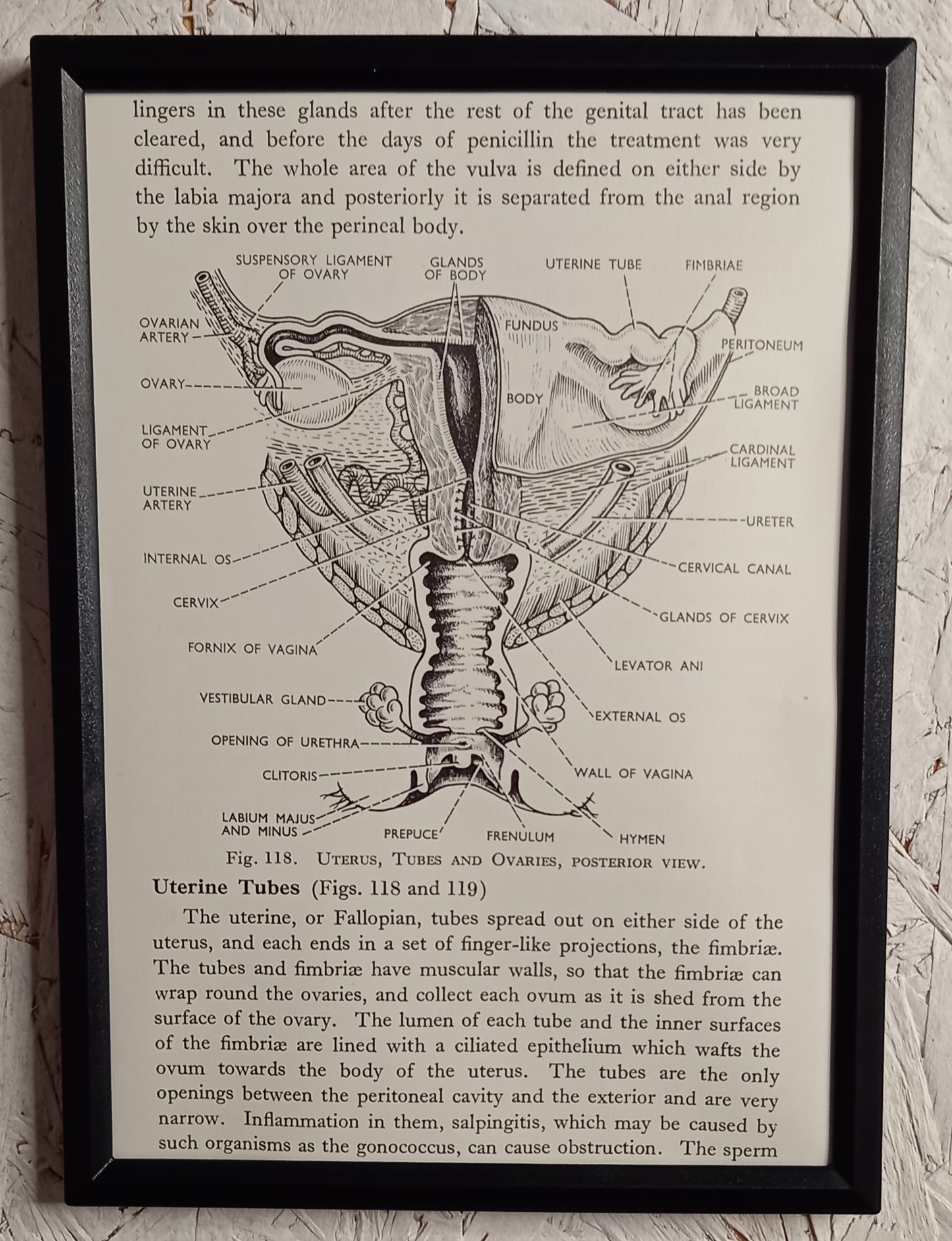 Applied Anatomy For Nurses - Framed Pages