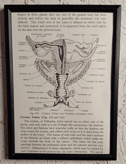 Applied Anatomy For Nurses - Framed Pages